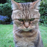 Angry cat - by Guyon Morée from Beverwijk, Netherlands (WikiMedia - Creative Commons)
