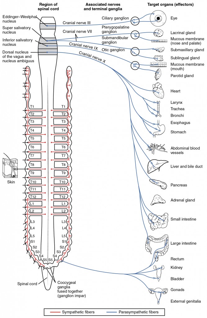 1503 Connections of the Parasympathetic Nervous System