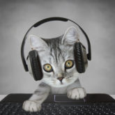 Maiberger Institute Audible BLS Playsists - cat wearing headphones - imasecret - shutterstock_516734485